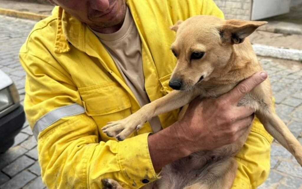 Cachorrinha Caramelo Sobrevive a Incêndio Trágico que Matou Seu Dono em MG Imagem do artigo