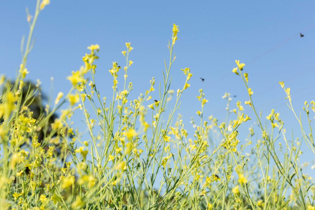 Brasil Expande Fronteiras Agrícolas: O Surgimento de Culturas Emergentes
