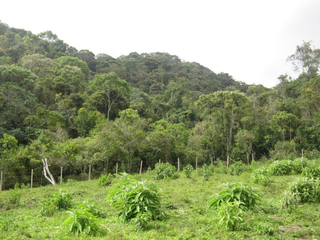 ICMS Ecológico Integra Painel do Sisema e Supera R$ 1 Bilhão em Repasses