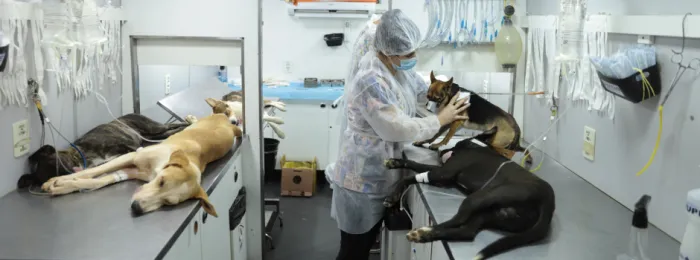 Minas Gerais: Avanços nas Políticas de Proteção à Fauna Doméstica em 2025 Minas Gerais: Avanços nas Políticas de Proteção à Fauna Doméstica em 2025