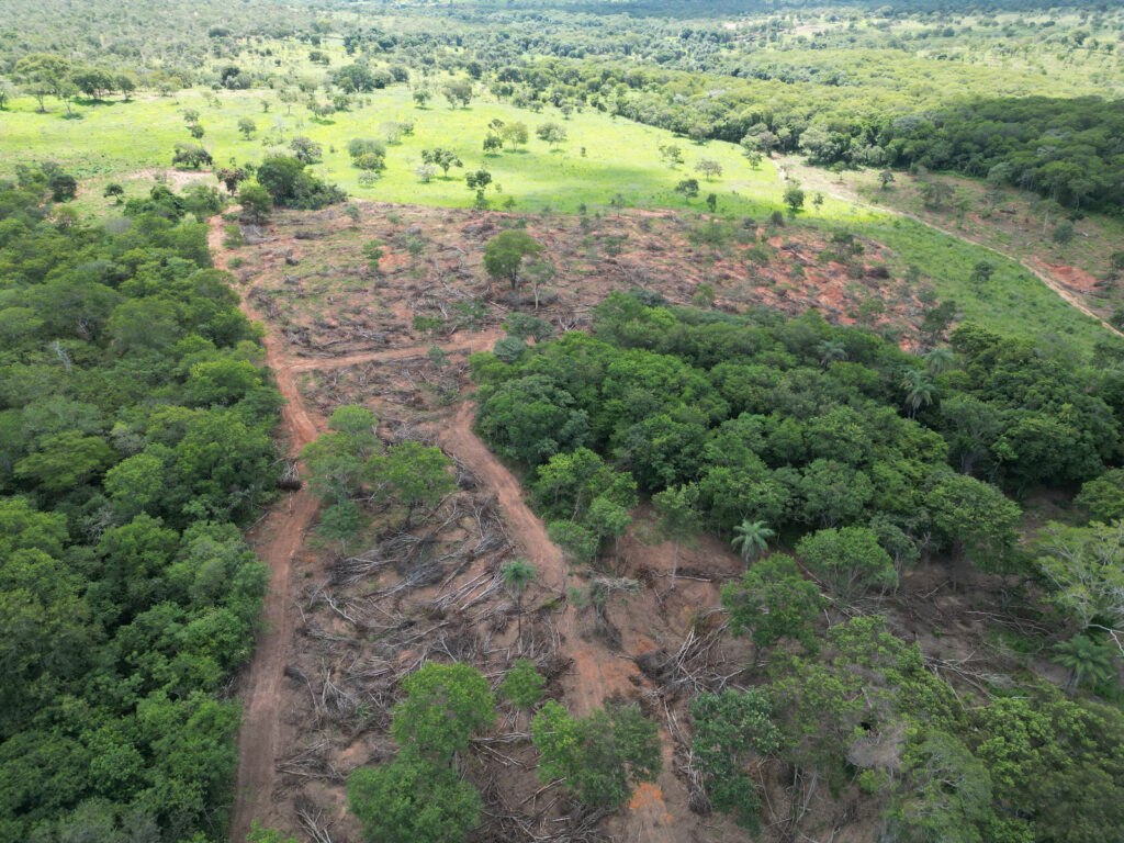 As Florestas de Minas Gerais em Perigo: Crítica à Política Ambiental de Zema