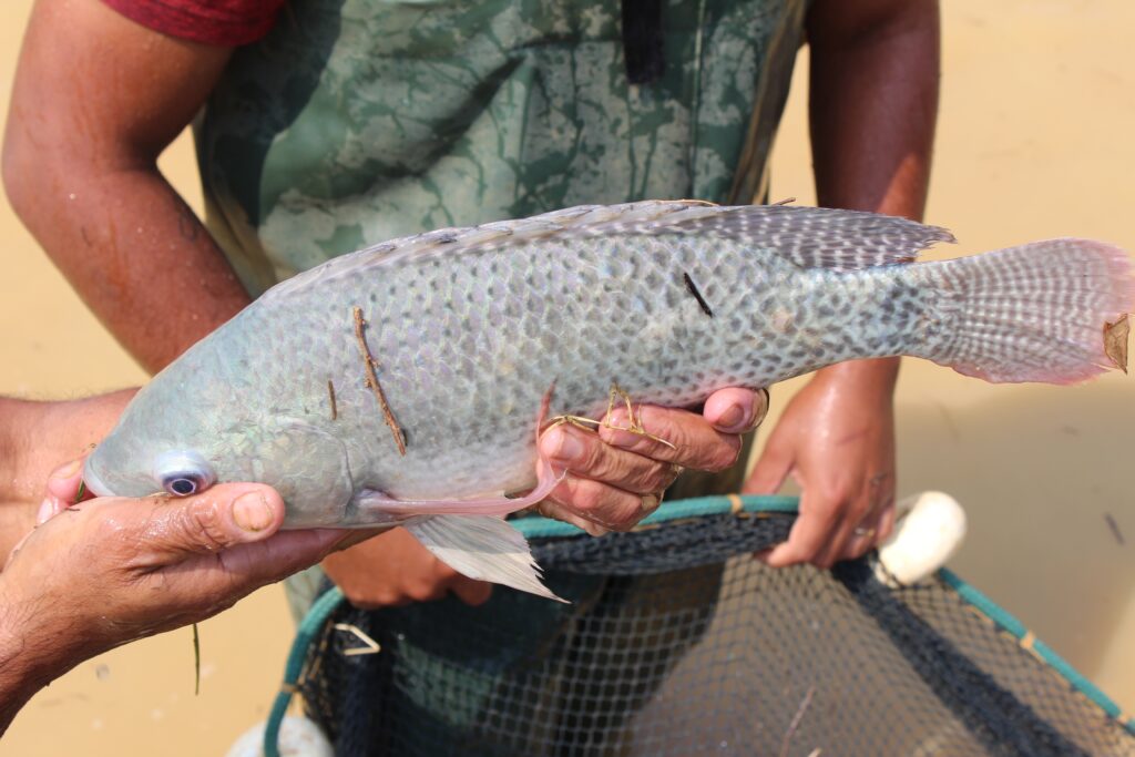 Avanços Sustentáveis na Produção de Tilápia: Pesquisa da Epamig