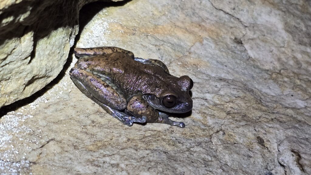 Estudo Revela Novas Espécies de Anfíbios na Serra do Espinhaço em Minas Gerais Estudo Revela Novas Espécies de Anfíbios na Serra do Espinhaço em Minas Gerais