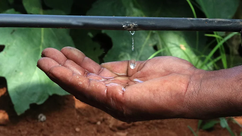 Irrigação Gota a Gota: Como a Tecnologia Revoluciona a Agricultura Brasileira