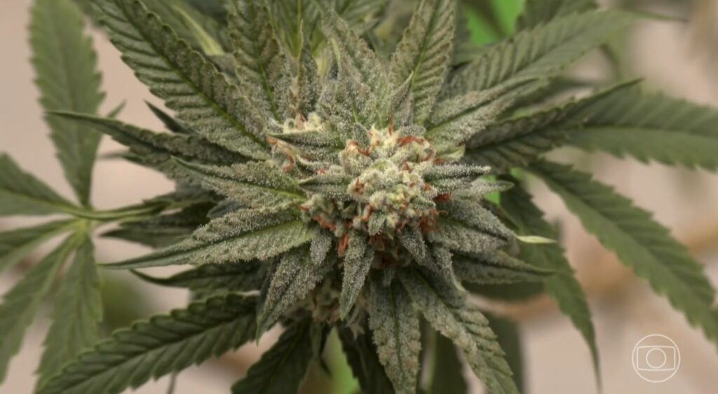 Limite de consumo de maconha: Estudo revela ponto crítico para evitar dependência