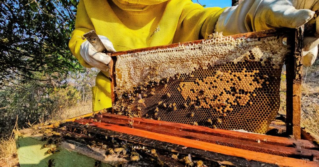 Minas Gerais Expande para 77 Arranjos Produtivos Locais e Fortalece Iniciativas Econômicas