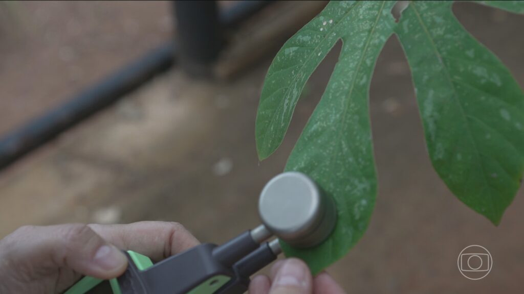 Pesquisadores de Minas Gerais Identificam Plantas para Restauração de Terrenos Atingidos por Rejeito de Minério Pesquisadores de Minas Gerais Identificam Plantas para Restauração de Terrenos Atingidos por Rejeito