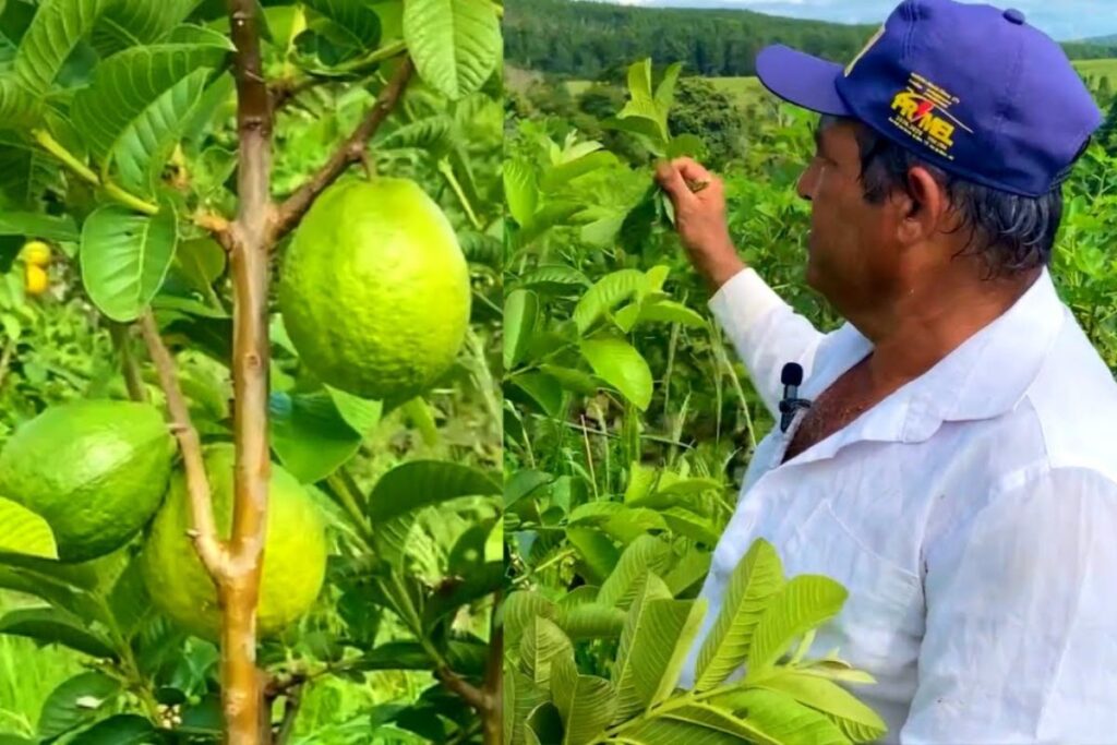Produtor de Minas Gerais Cultiva Goiabas Gigantes e Sustenta Família com Lavoura Inovadora