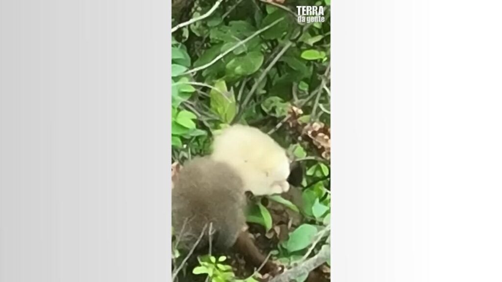 Registro Inédito: Sauá Albino Capturado por Drone em Minas Gerais