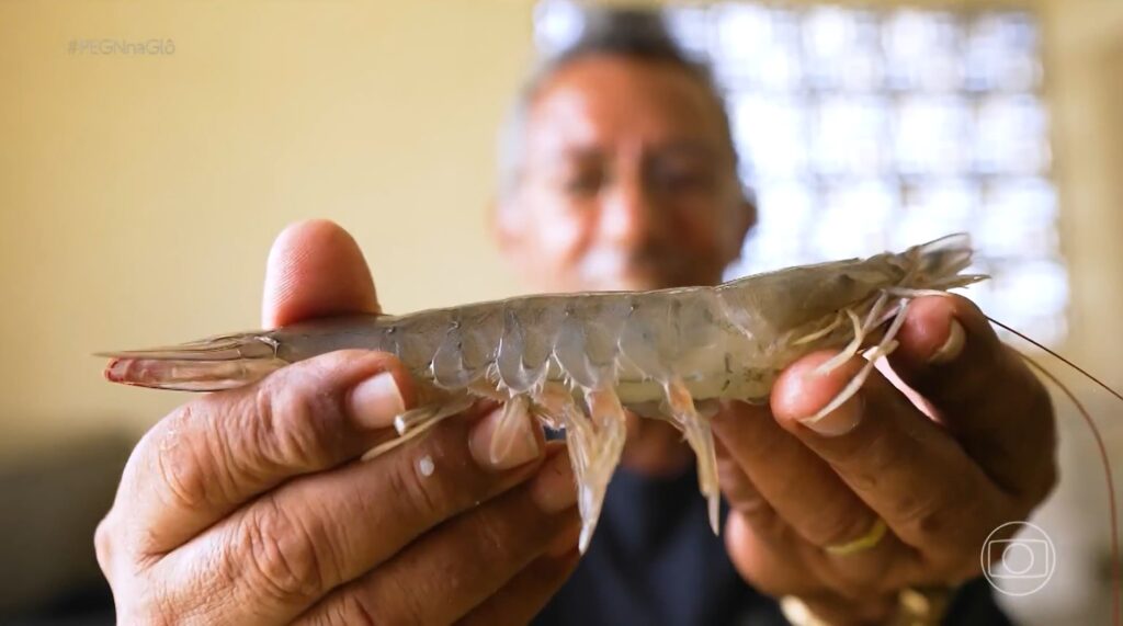 Tecnologia Potiguar Impulsiona Produção de Camarões e Aumenta Lucros para Produtores
