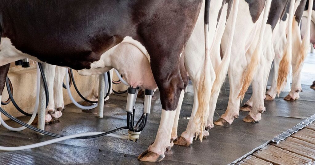 Valores do Leite no Campo em 2026: Cenário Preocupante para a Pecuária Nacional Valores do Leite no Campo em 2026: Cenário Preocupante para a Pecuária Nacional