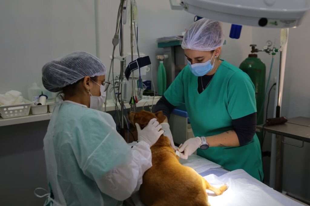 Aparecida de Goiânia: PATA Ultrapassa 3,1 Mil Procedimentos de Castração