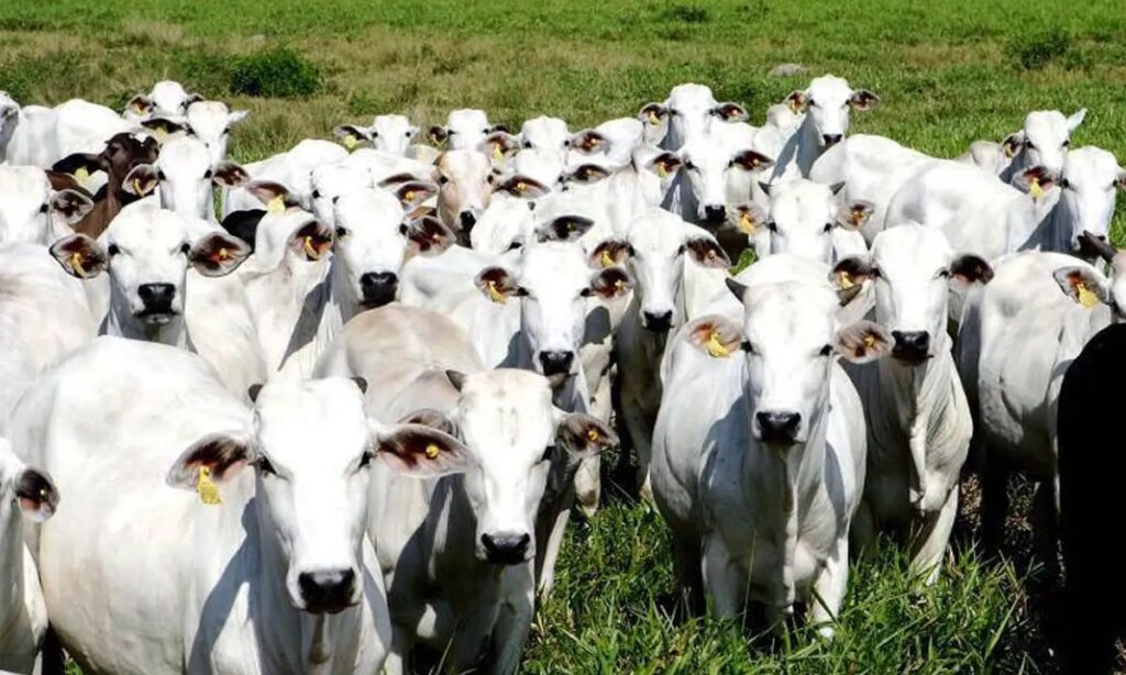 Minas Gerais: A Resiliência do Agro e a Coragem Política em Tempos Desafiadores