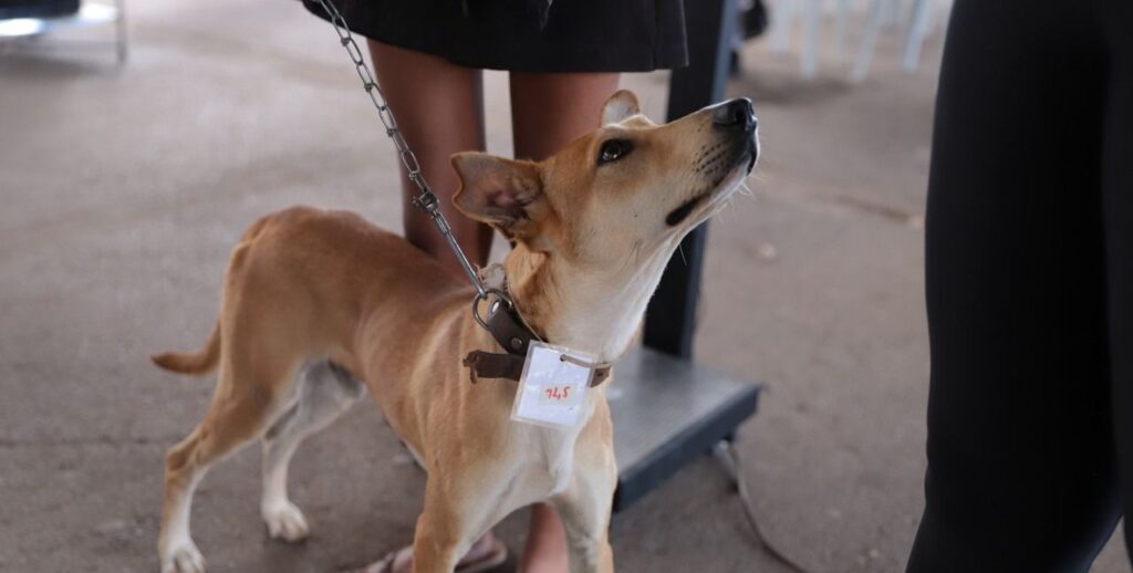 Minas Gerais: Ações Integradas para Proteção Animal e Educação Ambiental