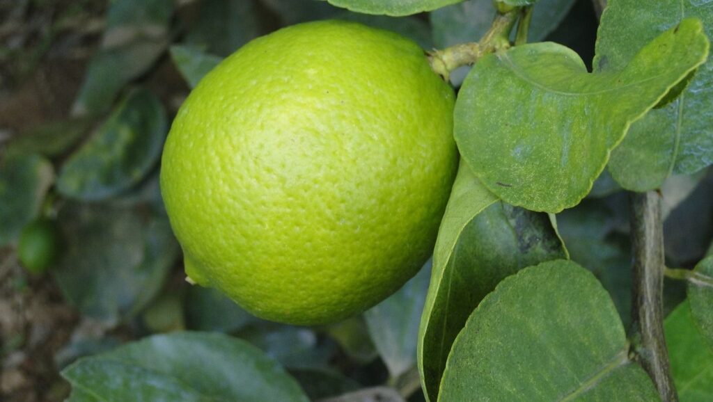 Minas Gerais Se Destaca em Exportações de Produtos com Maior Valor Agregado em 2024