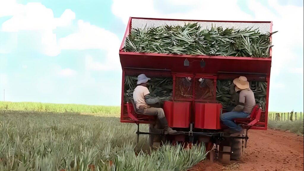 Produtor Rural Inova Plantio de Abacaxi e Exporta Tecnologia para Taiwan