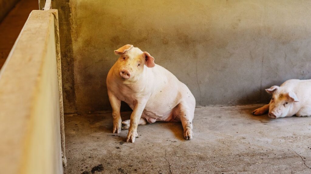 Robô Inteligente Revoluciona Alimentação de Animais em Granjas