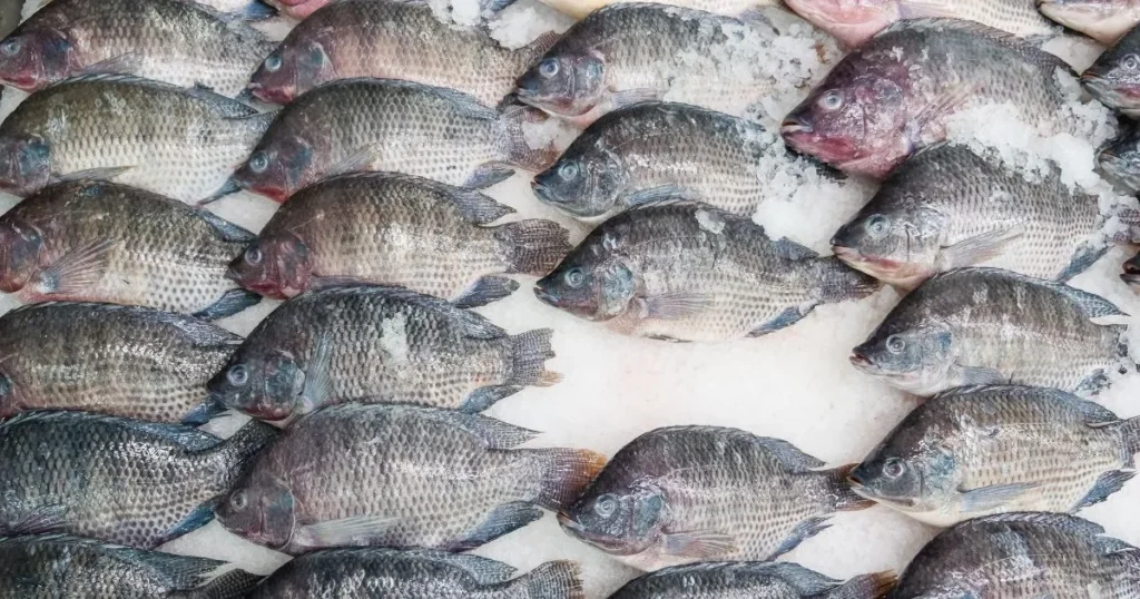 Tilápia 100% Masculina e Inovações Tecnológicas: Um Caminho Sustentável para a Aquicultura Brasileir