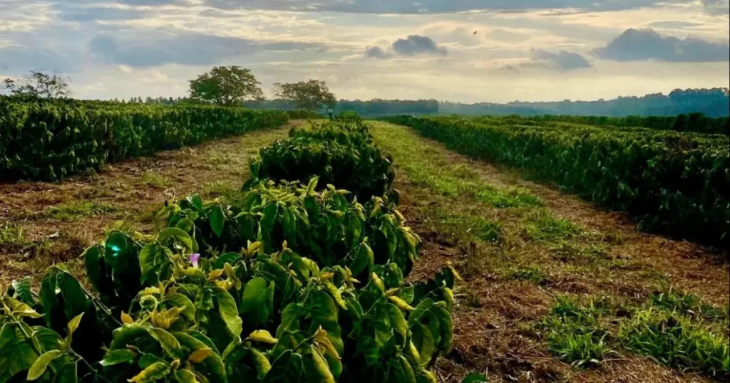 UFLA Convida Cafeicultores de Minas para Pesquisa sobre Inovações Digitais no Agronegócio