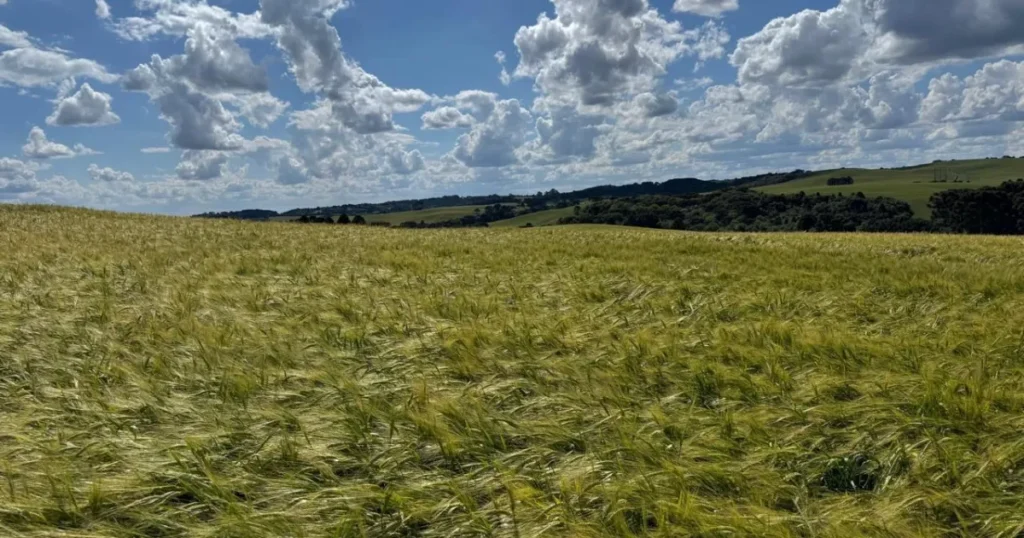 Ambev Lança Nova Política para Estimular a Produção de Cevada no Sul do Brasil Ambev Lança Nova Política para Estimular a Produção de Cevada no Sul do Brasil