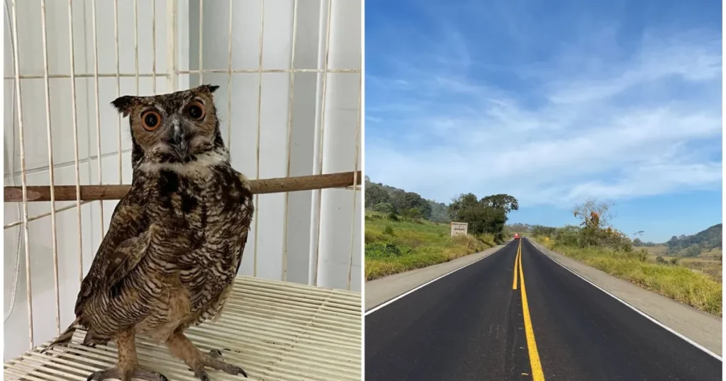 Concessionárias de Rodovias em Minas Gerais Resgatam 270 Animais em 2025 Concessionárias de Rodovias em Minas Gerais Resgatam 270 Animais em 2025