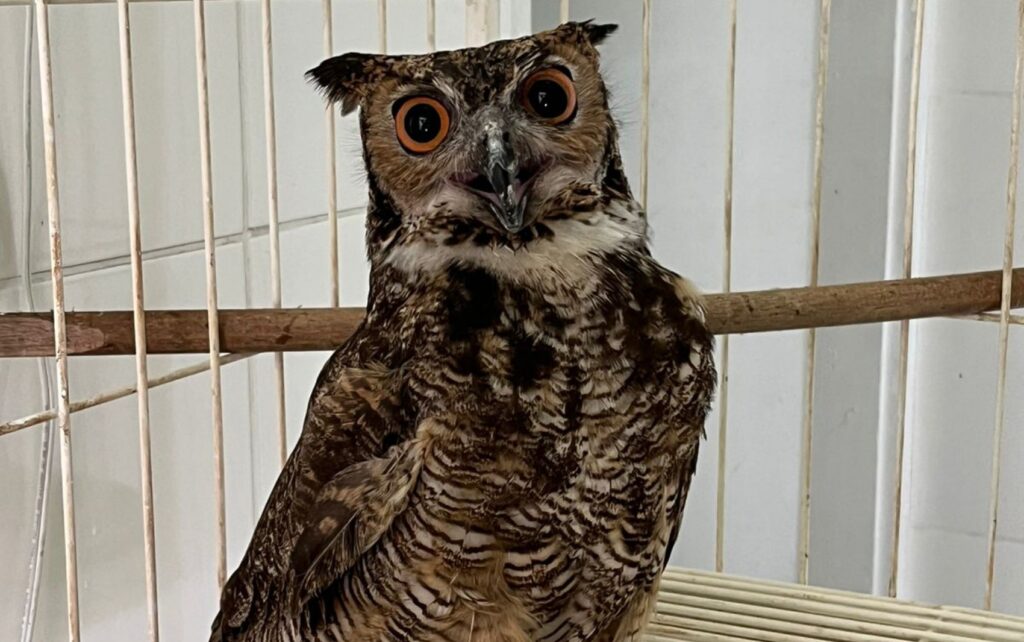 Corujão-orelhudo Resgatado em MG Encontra Novo Lar em Santuário Nacional Corujão-orelhudo Resgatado em MG Encontra Novo Lar em Santuário Nacional