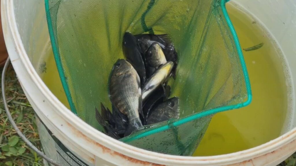 Crescimento da Produção de Tilápia no Interior Paulista: Investimentos em Tecnologia Aumentam a Eficiência Crescimento da Produção de Tilápia no Interior Paulista: Investimentos em Tecnologia Aumentam a Efic