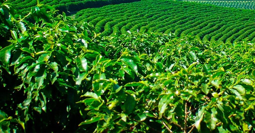 Minas Gerais e a Necessidade de Coordenação Especializada no Ministério Público para Meio Ambiente e
