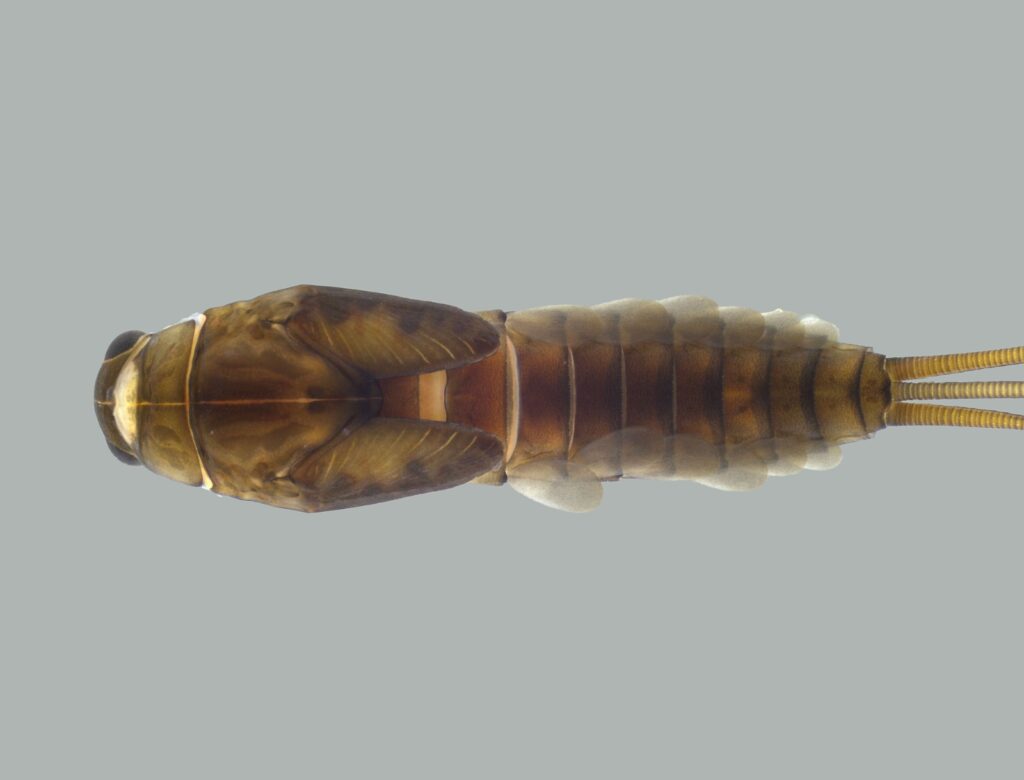 Nova Espécie de Inseto Aquático é Descoberta no Parque Estadual da Serra do Brigadeiro