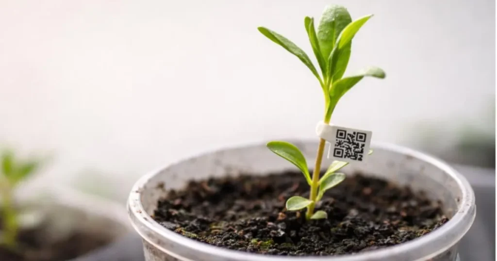 Nova Regulamentação do IMA Transforma Comércio Ambulante de Mudas com QR Code Nova Regulamentação do IMA Transforma Comércio Ambulante de Mudas com QR Code