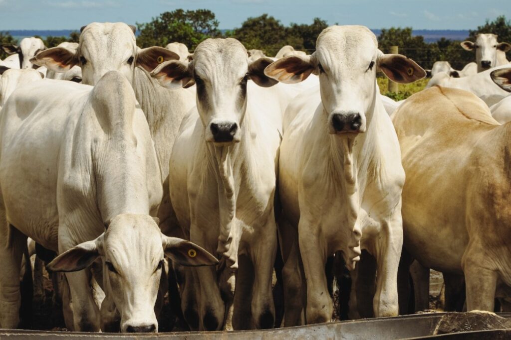 Pedidos de Recuperação Judicial no Agronegócio Crescem 56,4% em 2025, Aponta Serasa