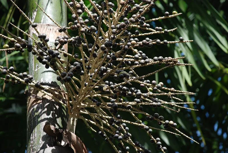 Robótica na Colheita: Destaque do 5º Seminário da Palmeira Juçara em Rio Novo do Sul Robótica na Colheita: Destaque do 5º Seminário da Palmeira Juçara em Rio Novo do Sul