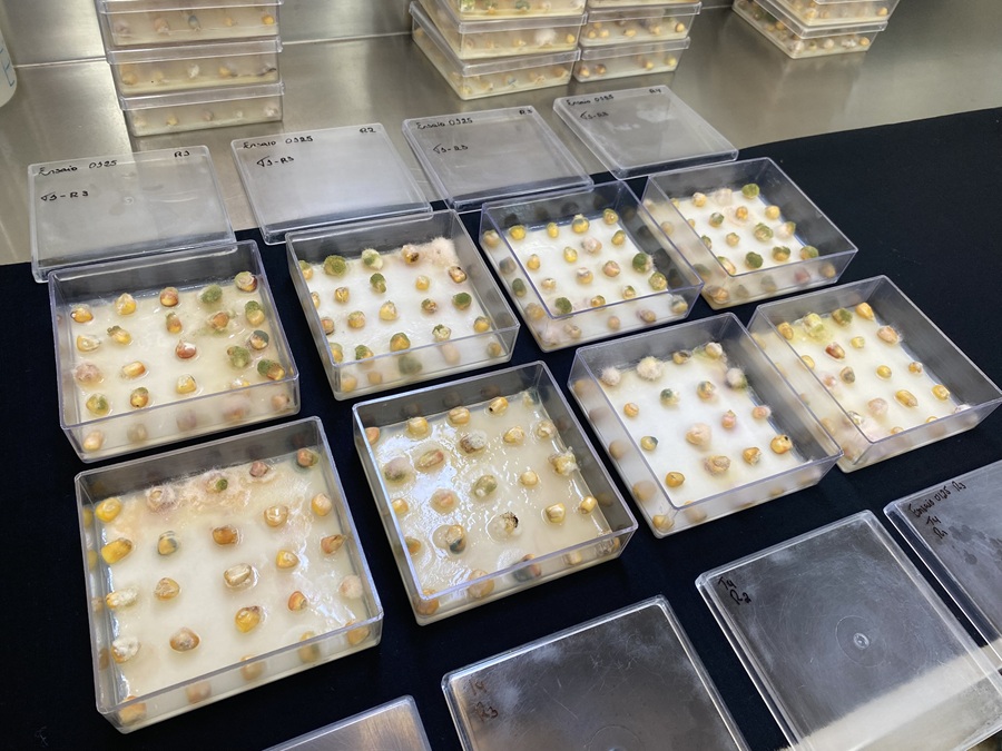 SiloBio: Inovadora Tecnologia com Ozônio Promete Transformar o Tratamento de Grãos e Reduzir Micotoxinas SiloBio: Inovadora Tecnologia com Ozônio Promete Transformar o Tratamento de Grãos e Reduzir Micotox