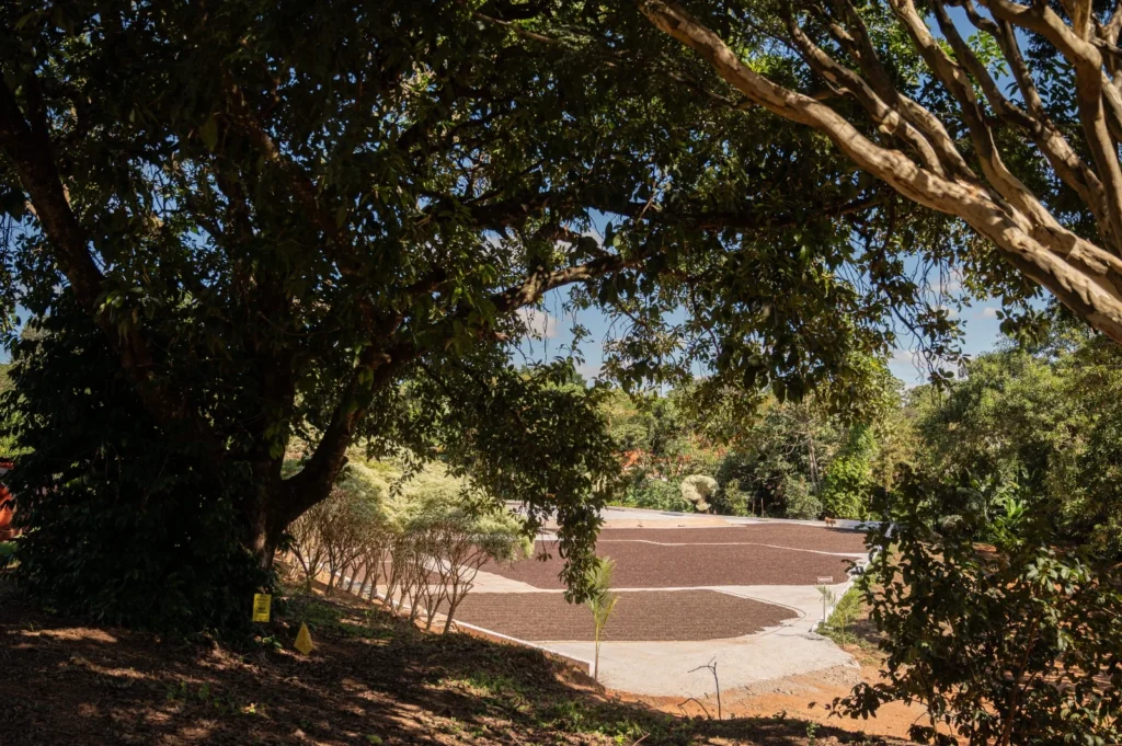 BDMG Destina R$ 700 Milhões para Impulsionar Economia Verde em Minas Gerais