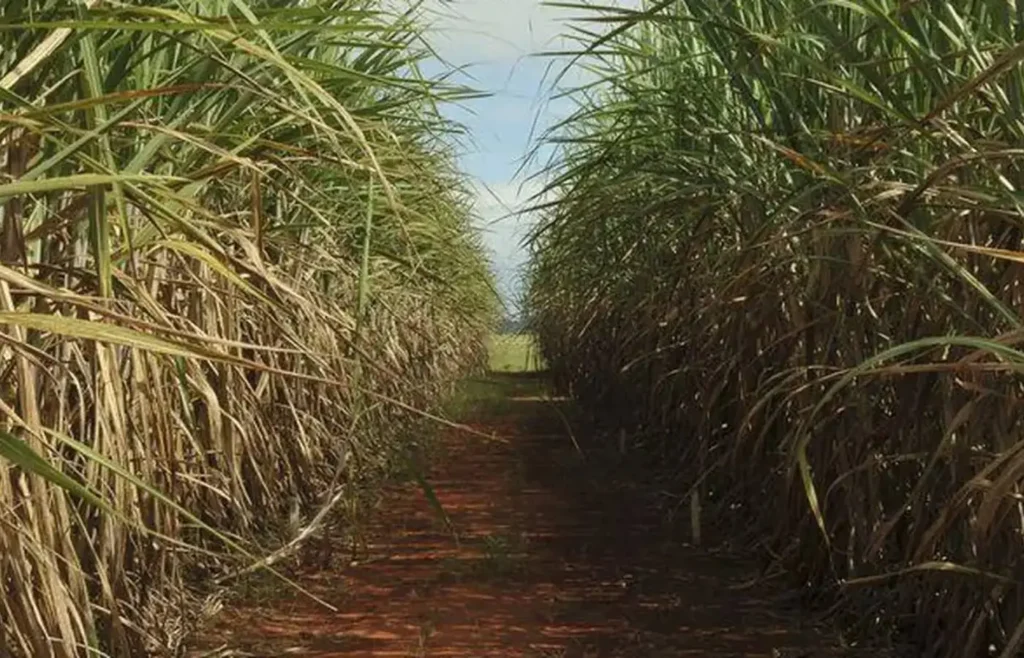 Cana-de-açúcar: 8,9 milhões de hectares no Centro-Sul reforçam a liderança de São Paulo