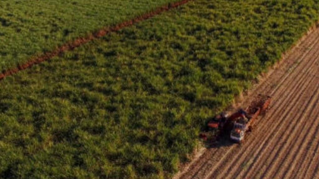 Cana-de-açúcar no Centro-Sul: Concentração Regional Revela Polos de Produção Cana-de-açúcar no Centro-Sul: Concentração Regional Revela Polos de Produção