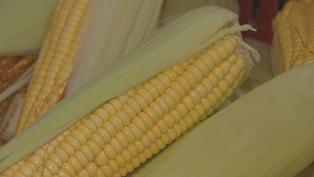 Da Colheita à Mesa: Como o Milho Sustenta a Economia e Tradições de Capela do Alto