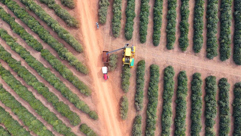Dia do Café: Grãos Sustentáveis Conquistam o Mercado Internacional com Apoio do BDMG
