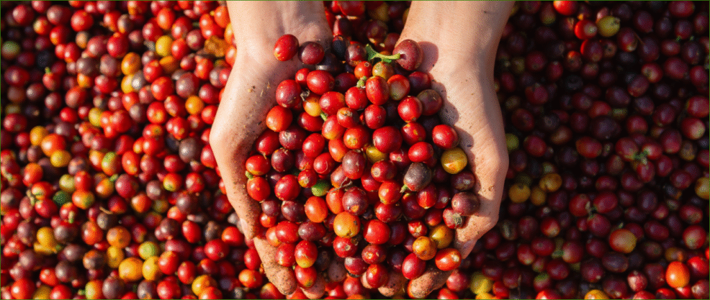 Dia Mundial do Café: Minas Gerais e o Cooperativismo em Destaque