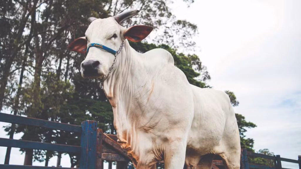 Donna: Conheça a Vaca Mais Cara do Mundo Avaliada em R$ 54 Milhões