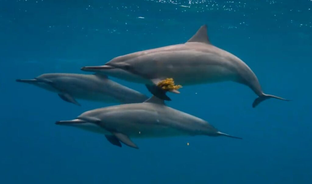 Entendendo a Comunicação Animal: A Revolução da Inteligência Artificial