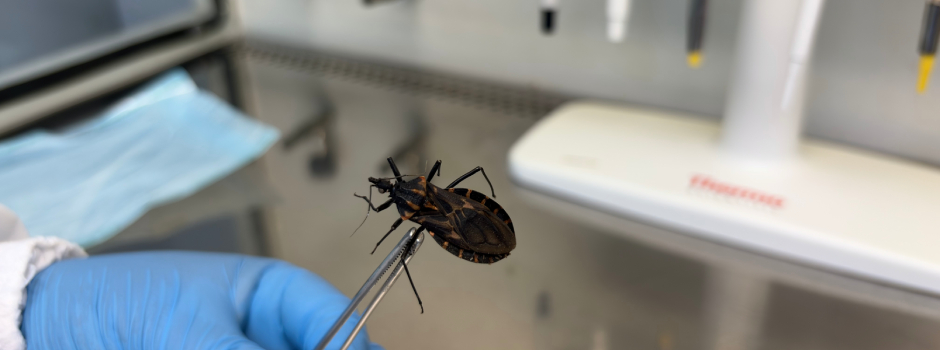 Funed Reforça Vigilância em Saúde no Dia Mundial da Doença de Chagas Funed Reforça Vigilância em Saúde no Dia Mundial da Doença de Chagas