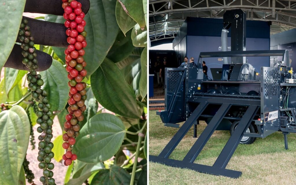Inovação Tecnológica no Interior de SP Revoluciona Colheita de Pimenta-do-Reino
