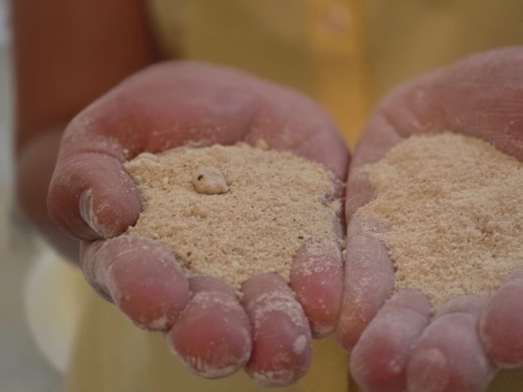 Inovador Projeto de R$ 15 milhões Impulsiona Mandioca na Mineração em Minas Inovador Projeto de R$ 15 milhões Impulsiona Mandioca na Mineração em Minas