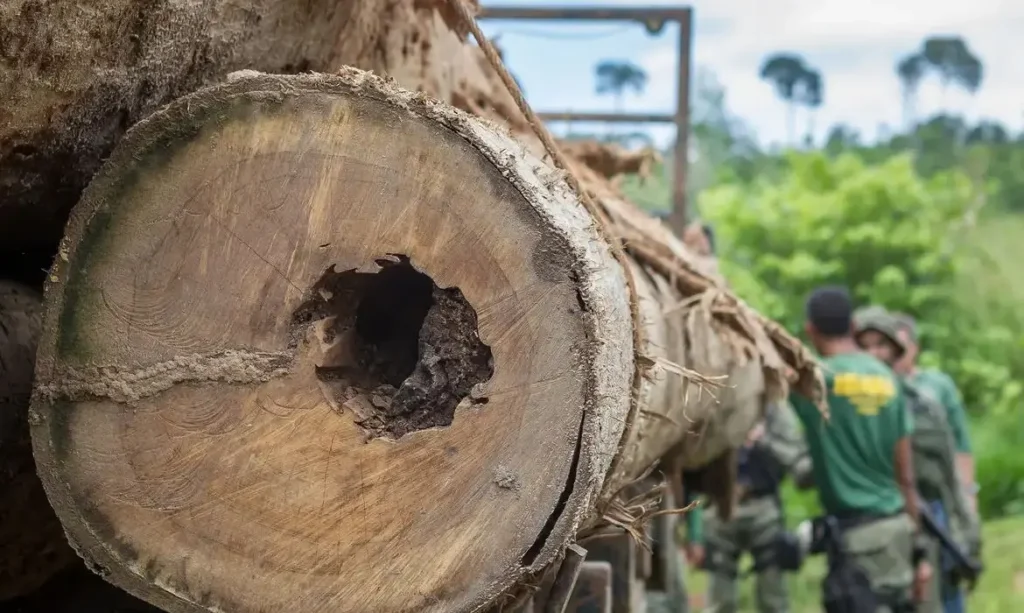 Marina Rossi: 'A Vontade Política é Essencial para Combater o Desmatamento no Brasil'