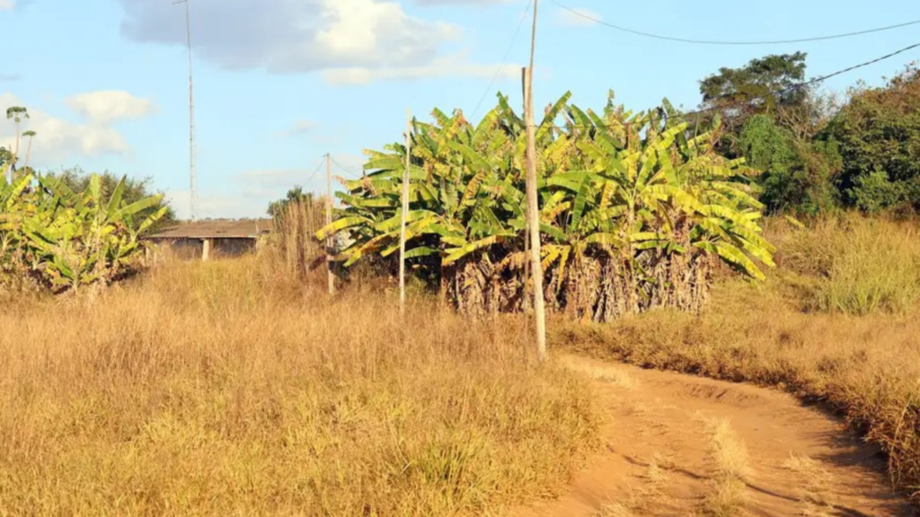 Minas Gerais: O Destino Preferido para Investimentos em Terras Rurais no Brasil
