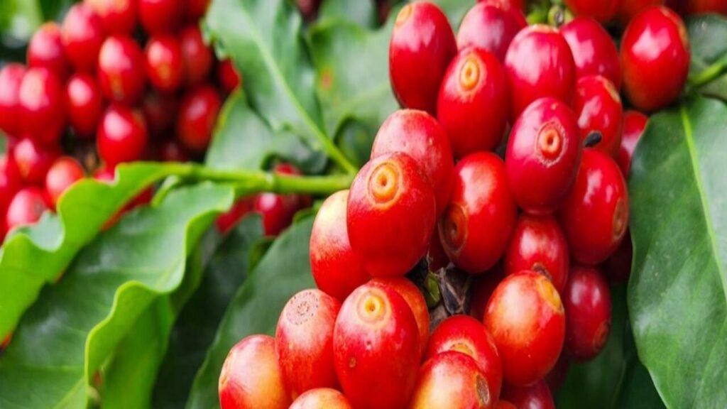 Minas Gerais: Queda nas Exportações do Agronegócio no 1º Trimestre de 2026