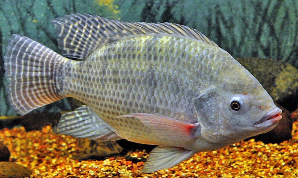 Minas Gerais Reajusta ICMS da Tilápia Importada para Valorizar Produção Local