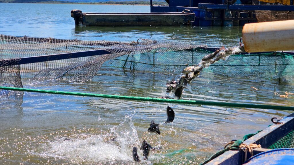 Minas Gerais Suspende Benefício de ICMS para Tilápias Importadas