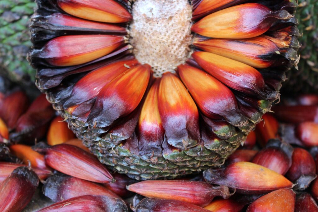 O Pinhão: Da Tradição Indígena à Alta Gastronomia em Cunha